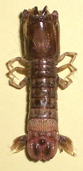 Haptosquilla glyptocercus (Wood-Mason, 1875).jpg